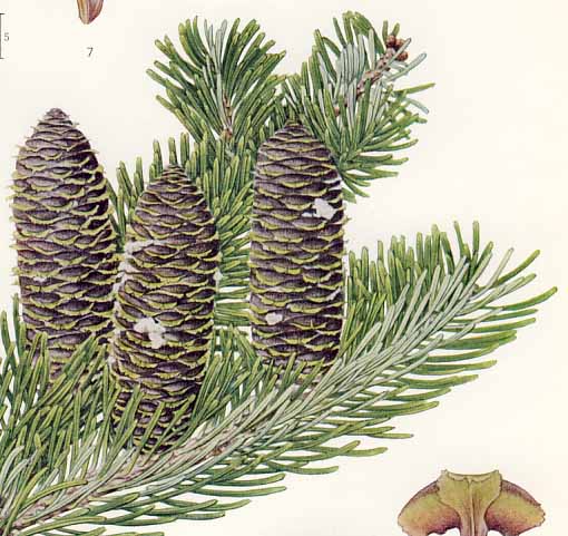 �A�J�g�h�}�c