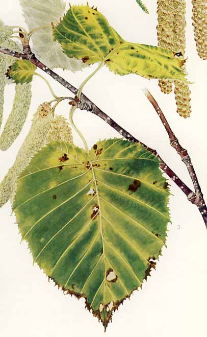 �E�_�C�J���o