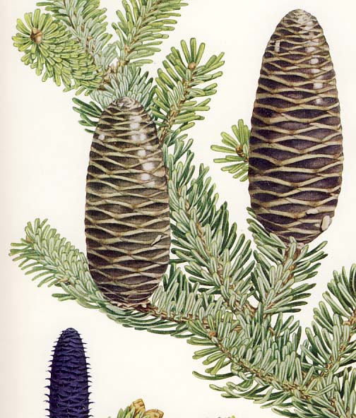 �E���W�����~