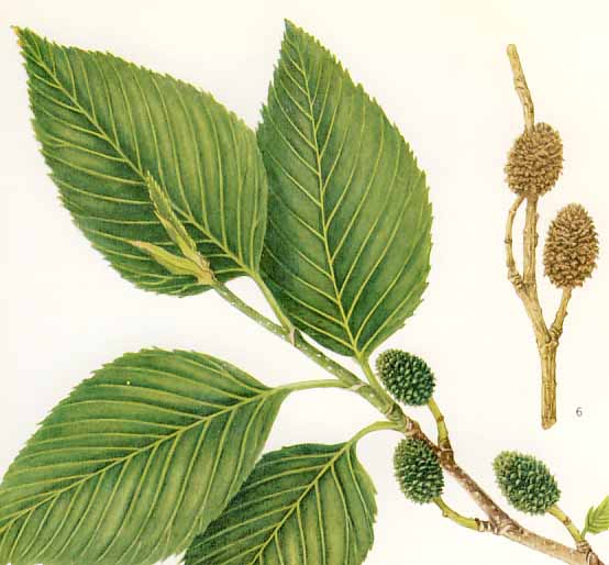 ���V���u�V