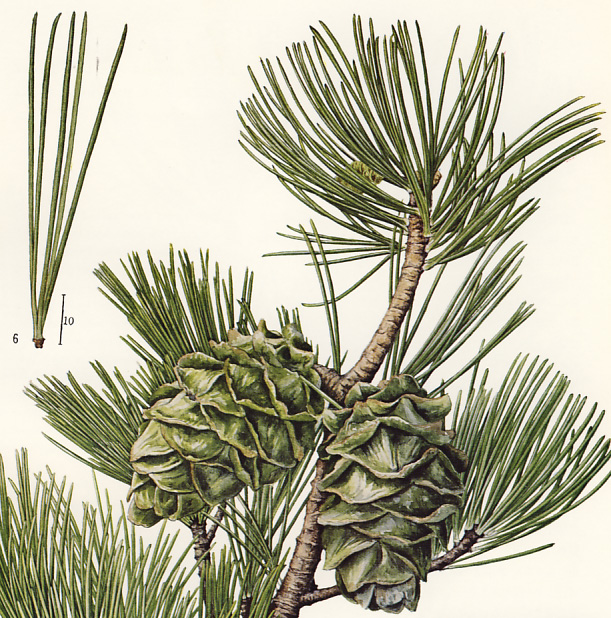 ���N�^�l�S���E