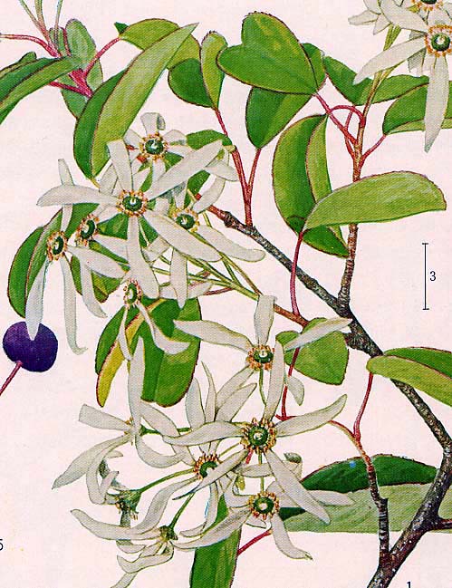 �U�C�t���{�N