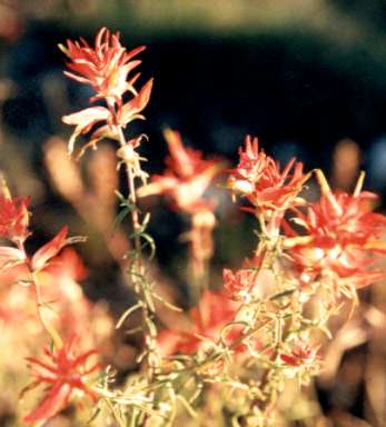 �y�C���g�u���V