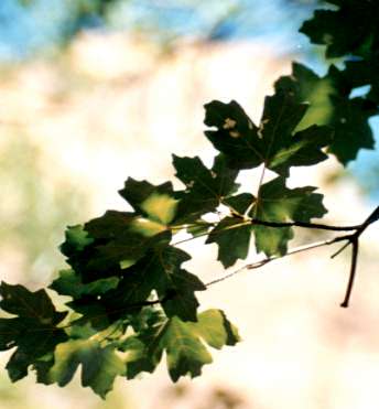 ���b�L�[�}�E���e�C�����C�v��