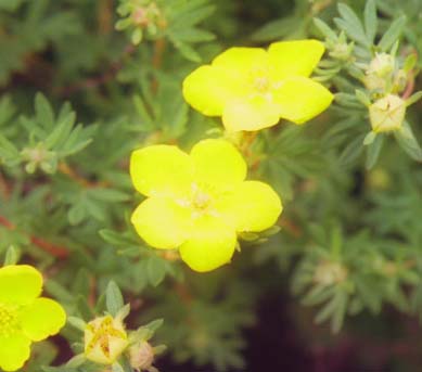 �`���N�t�H�C��