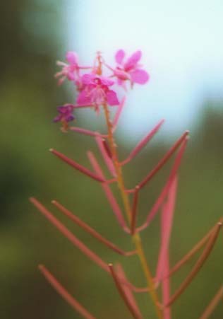 �t�@�C�A�E�B�[�h