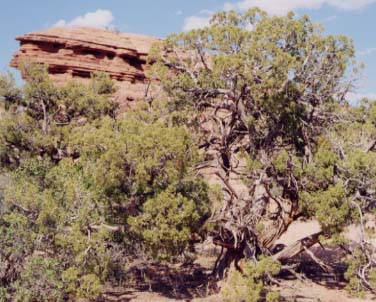 ���^�W���j�p�[