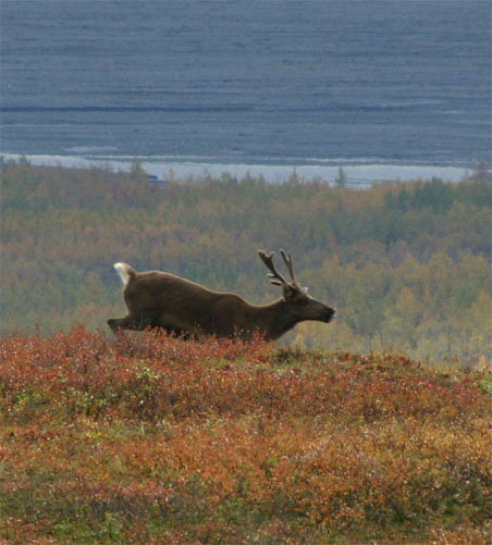 �����_�[���C�N�̃J���u�[