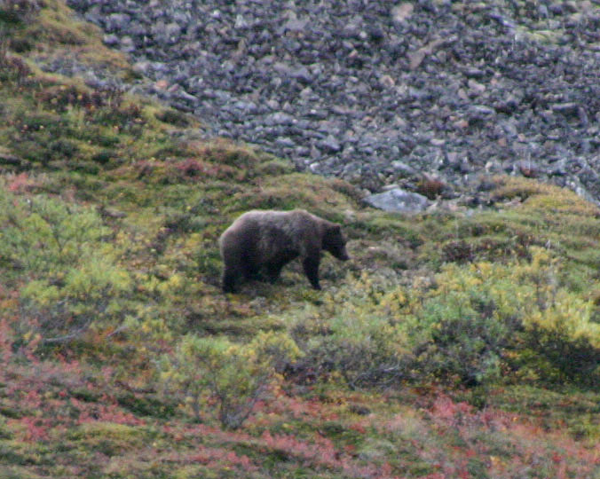 �O���Y���[�x�A