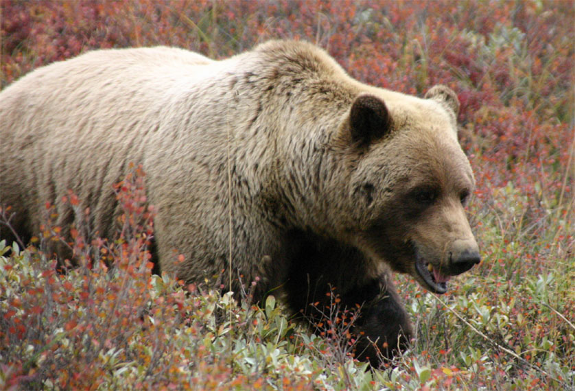 グリズリーベアー