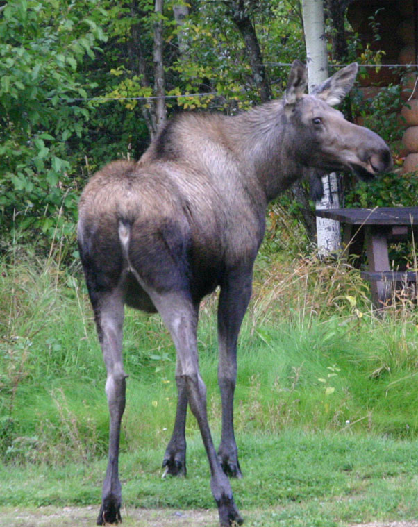 �`�i����Ɍ��ꂽ���[�X