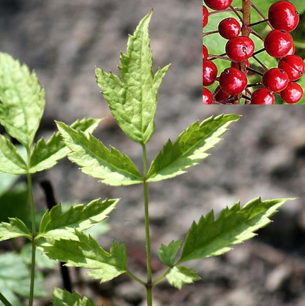 �x�C���x���[�@Actaea�@rubra