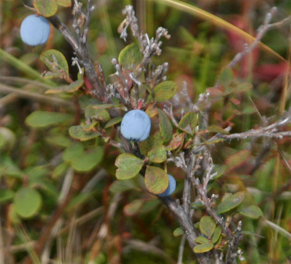 �u���[�x���[