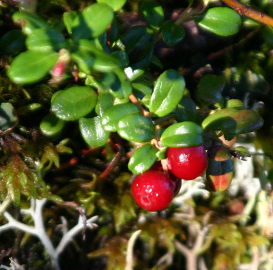 �R�P����