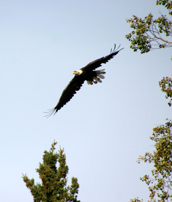 �n�N�g�E���V