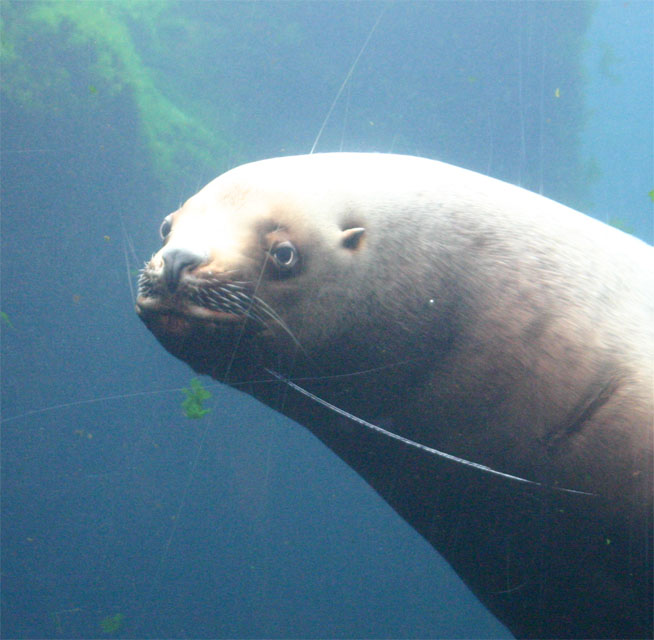 �V�[���C�t�Z���^�[�̃A�U���V