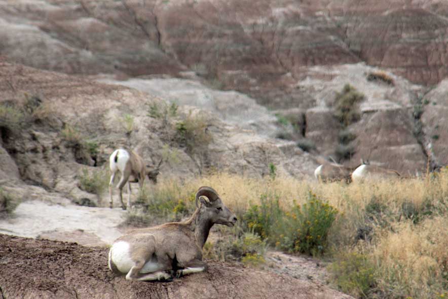 �r�b�O�z�[���V�[�v