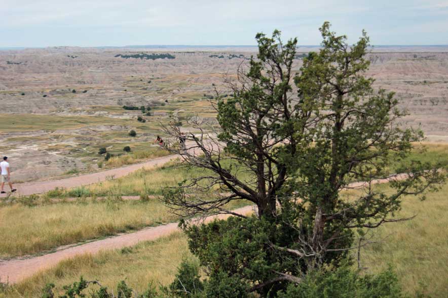 �Z�C���E�l�Y