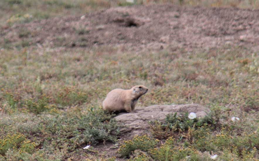 �I�O���v���[���[�h�b�O