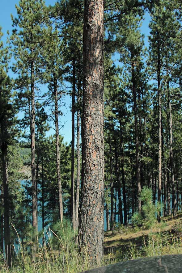 �|���f���[�T�}�c��