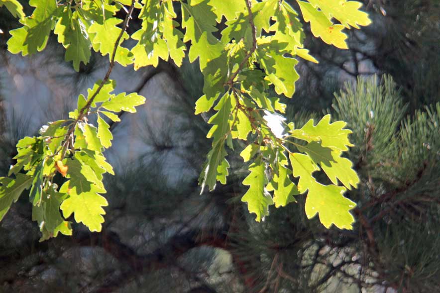 �f�r���Y�^���[���ӂ̃i����