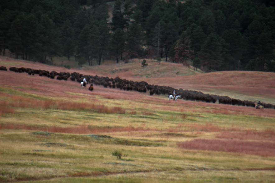 �o�b�t�@���[�̌Q��