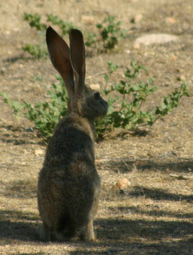 �W���b�N���r�b�g