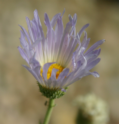 ���n�x�A�X�^�[