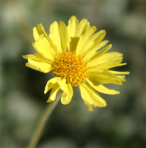 �f�U�[�g�T���t�����[