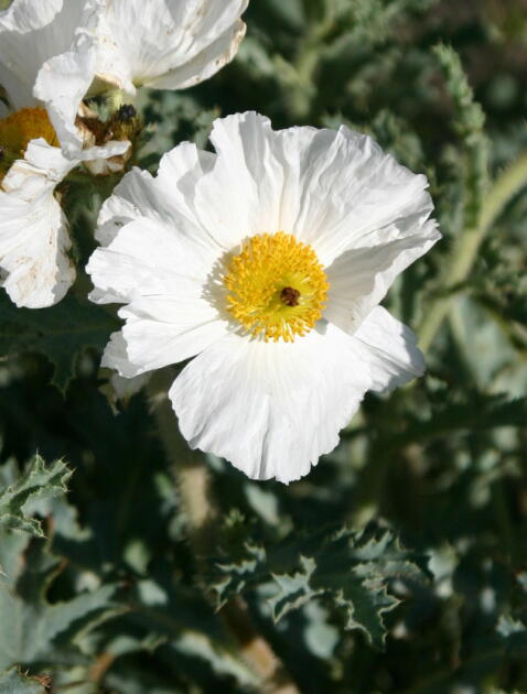 �v���b�N���[�|�s�[