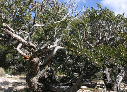 �}�E���e���}�z�K�j�[