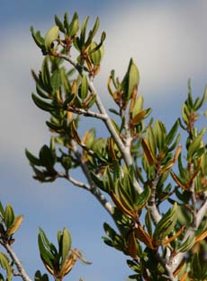 �}�E���e���}�z�K�j�[�̗t