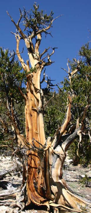 �u���b�X���R�[���p�C��