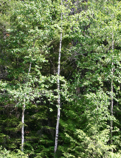 �p�s���t�F���J���o