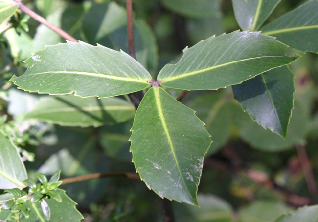 �t�@�C�u�t�B���K�[