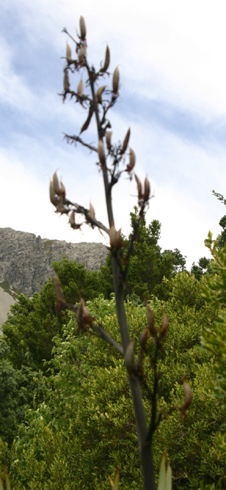 �t���b�N�X