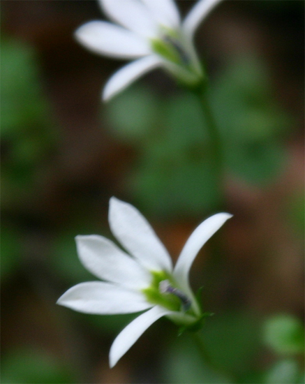 �v���e�B�A