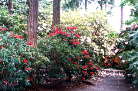 �N���X�^���X�v�����O�X����