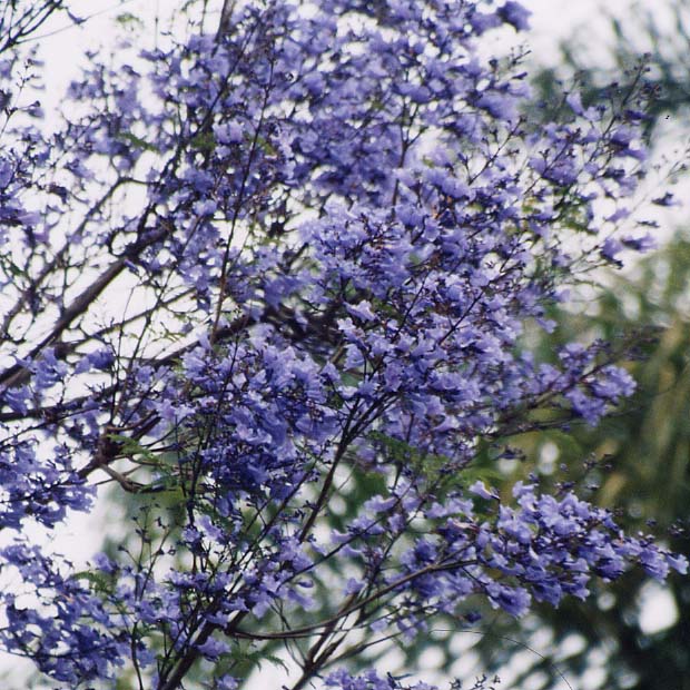 �W���J�����_