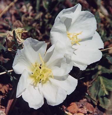 �C�u�j���O�v�������[�Y