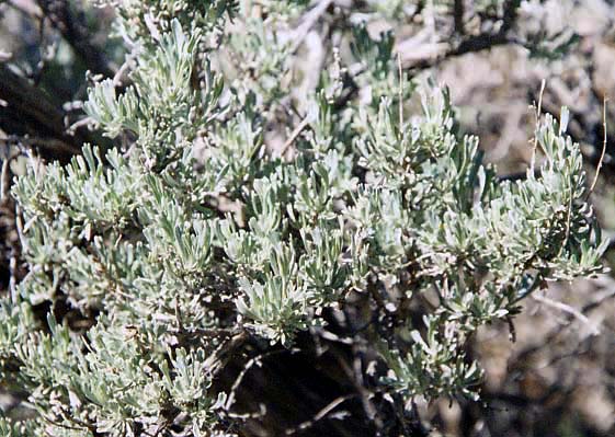 �r�b�O�Z�C�W�u���b�V��