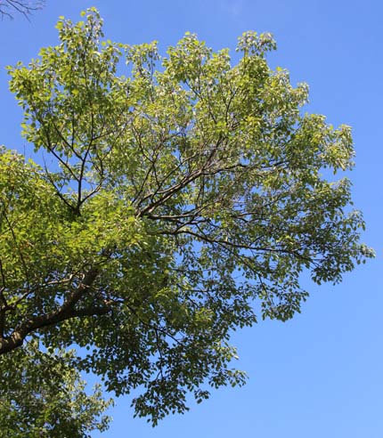 Acer rubrum