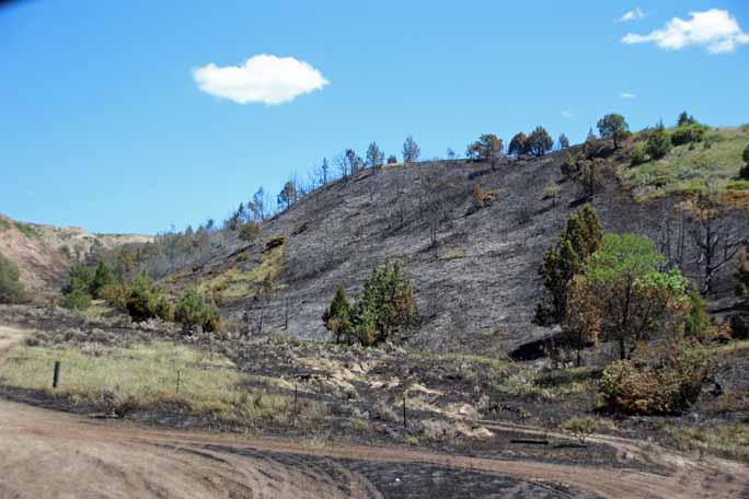 �R�̏Ă���