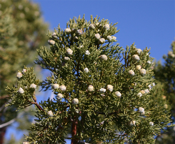 Alligator�@juniper