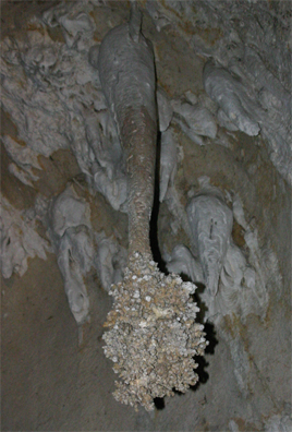 ���C�I���̐K��