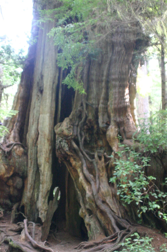 �A�����J�l�Y�R