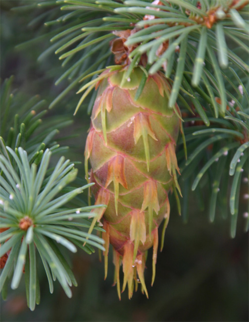 �_�O���X�t�@�[�̋���