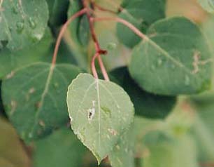 �A�X�y���̗t