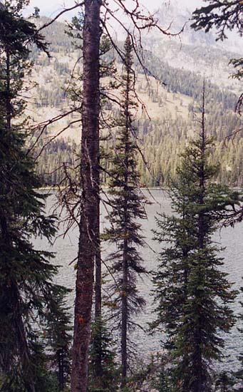 �u���b�h���C���C�N