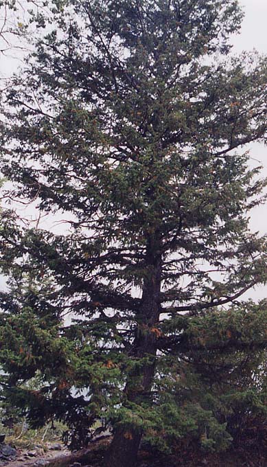 �_�O���X�t�@�[